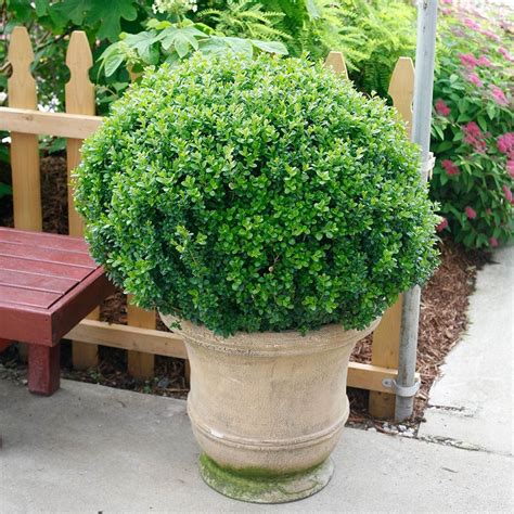 Create A Low Hedge Or Evergreen Accent With This Hardy
