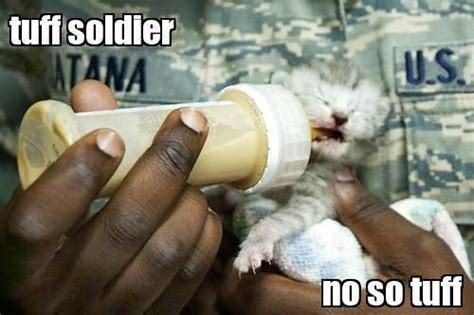 Pin By Visionsofouray On Animal Love Pictures Of Soldiers Kitten