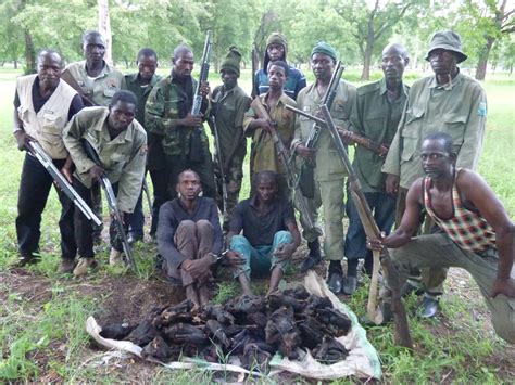 bauchi hunters arrested  baboon monkeys porcupine  animals