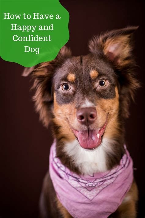 Boost Confidence 10 Things To Teach Your Dog Bark With It Dog