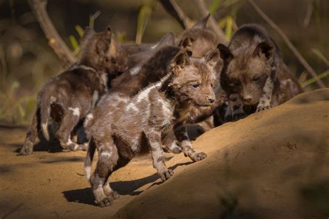 African Wild Dog Pups