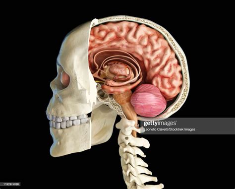 Human Skull Mid Sagittal Crosssection With Brain High Res Vector