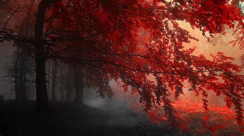 Red Forest Trees Path 4k Trees Wallpapers Red Wallpapers