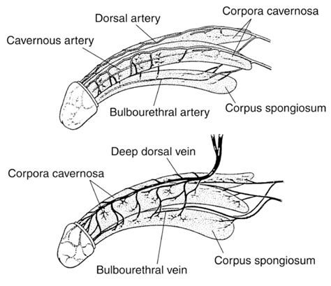 two illustrations of the penis top showing the arteries and bottom showing the veins media