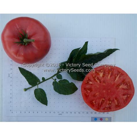 Mariannas Peace Tomato Victory Seeds® Victory Seed Company