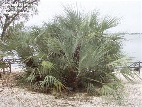 Nannorrhops ritchiana (griff.) aitch., 1882. PlantFiles Pictures: Mazari Palm (Nannorrhops ritchiana ...