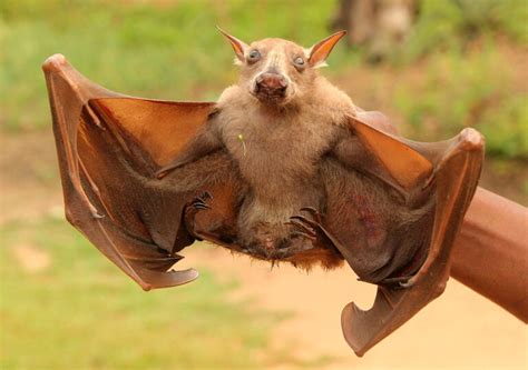 Hammerhead Bats Are The Largest Fruit Bats Found In Africa Slviki