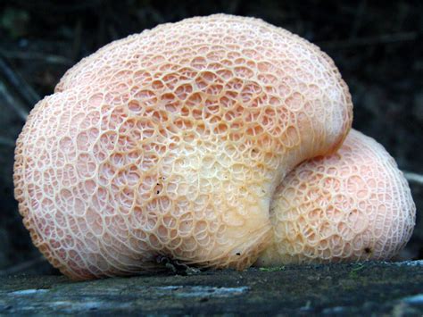 Mycologista: Netted Rhodotus
