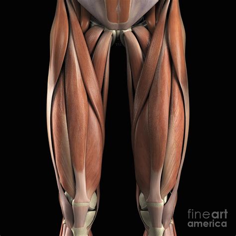 Upper Leg Tendon Anatomy Muscles Of The Leg Human Related Online Courses On Physioplus