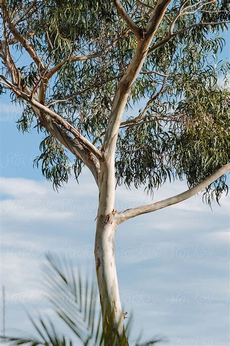Eucalyptus Tree In Madeira By Simonfocus Stocksy United