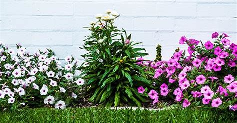 We will supply your containers/pots and plants, and maintain them regularly/replace where necessary to ensure they are. The best flowering plants for summer | Australian House ...