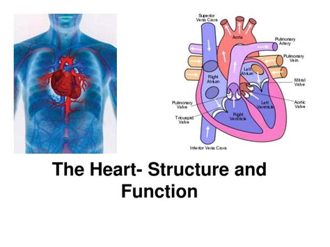 Ppt The Heart Structure And Function Powerpoint Presentation Free