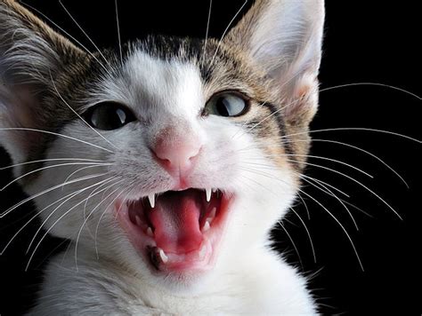 Cat Talk 10 Reasons Cats Meow Petfinder