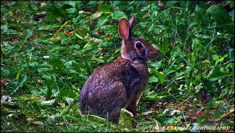 Rabbit In The Woods Photograph