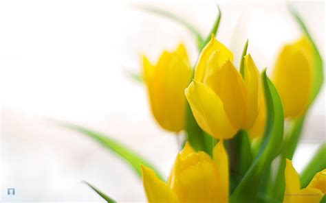 Spring Flowers Backgrounds Desktop Wallpaper Cave