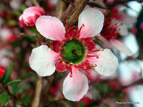 We use the finest seasonal flowers we can get our hands on and offer delivery across. T.E.R:R.A.I.N - Taranaki Educational Resource: Research ...