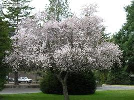Japanese flowering cherry trees come in a wide variety of sizes and shapes to fit almost any garden site. Choosing a Small Ornamental Tree - Dave's Garden