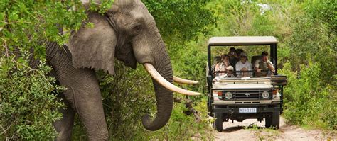 Op Safari In Zuid Afrika Dit Moet Je Weten Avontuur