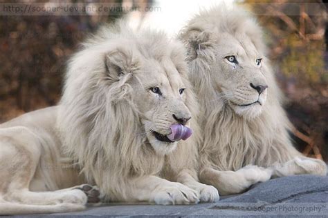Pair Of White Lions Animals Beautiful Majestic Animals Albino Animals