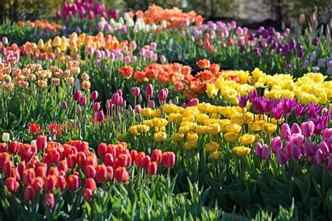 How Was Your Spring Bulb Garden Longfield Gardens Spring Bulbs