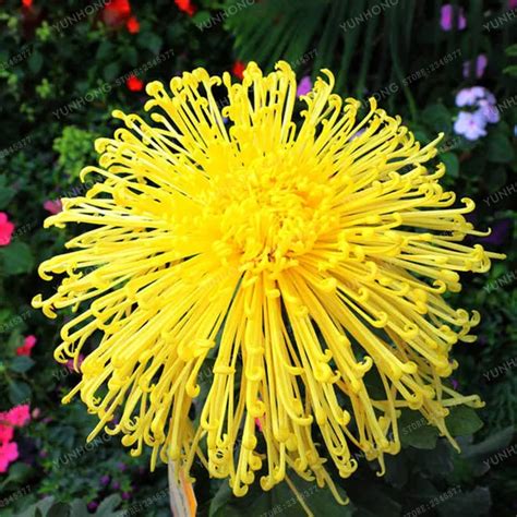 100pcs Chrysanthemum Bonsai Rare Fireworks Shape Yellow Chrysanthemum