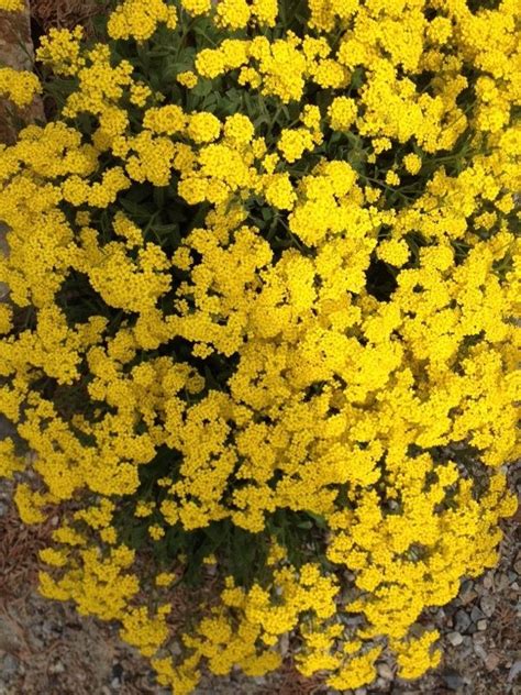Home > plants > perennials. Free Plant Identification | Yellow perennials, Yellow ...