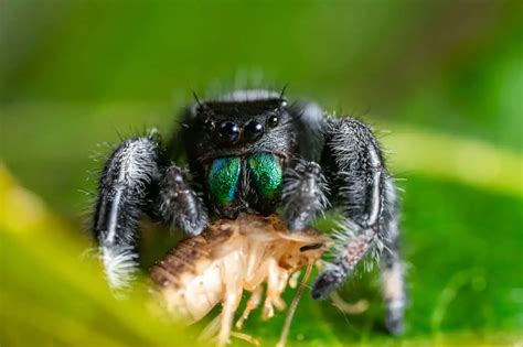 What Do Jumping Spiders Eat Whatbugisthat