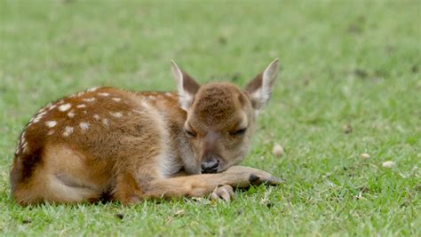 Cute Baby Deer Sleeping On Short Stock Footage Video 100 Royalty Free