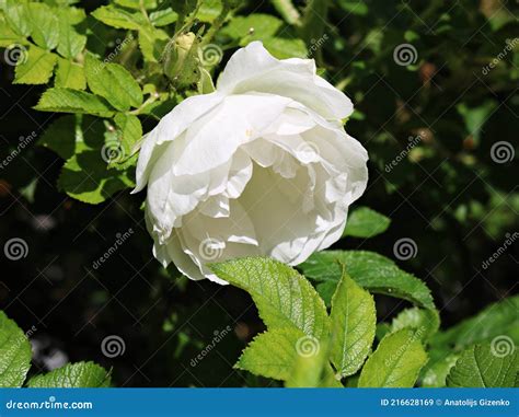 Large White Rose Flowers On The Bushes In The Garden In Summer Stock