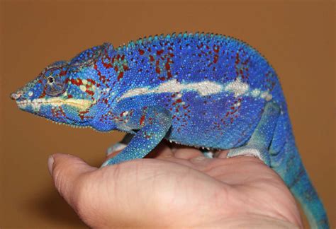 Ambanja Panther Chameleons For Sale Chromatic Chameleons