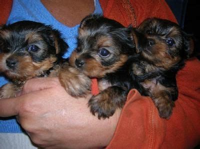 French bulldog yorkie (french bulldog yorkie mix). French bulldog yorkie mix! I want one!! | My babies ...