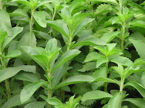 Stevia Plant Restoring Eden