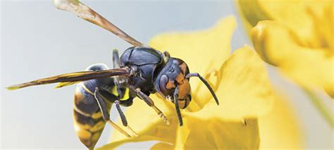 Vespa velutina is slightly smaller than the european hornet.typically, queens are 30 mm (1.2 in) in length, and males about 24 mm (0.95 in). Combate à vespa asiática no concelho de Cinfães