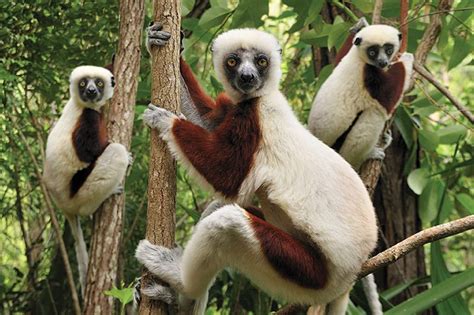 | lemurs, baobabs, rainforest, desert, hiking and diving: LEMUR ISLAND TRAVEL MADAGASCAR - Beyond Limits