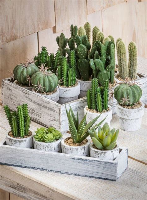 4 Piece Cactus Desktop Plant In Tray Set Cactus Plant