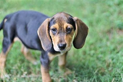 Favorite this post jun 13 registered beagle puppies $600 (midlothian) pic hide this posting restore restore this posting. richmond, VA - Beagle. Meet PUPPY COPPER a Dog for ...