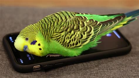 Parakeet Activates Siri On Iphone Prolific Talking Parakeet Youtube