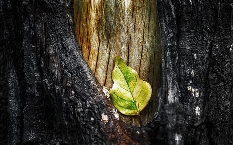 Nature Macro Leaves Trees Wood Wallpapers Hd Desktop