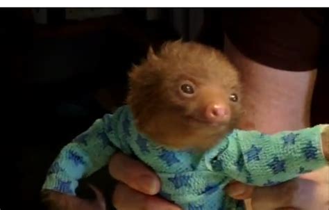 Baby Sloth In Pajamas Baby Sloths Pinterest Baby Sloth Sloth And
