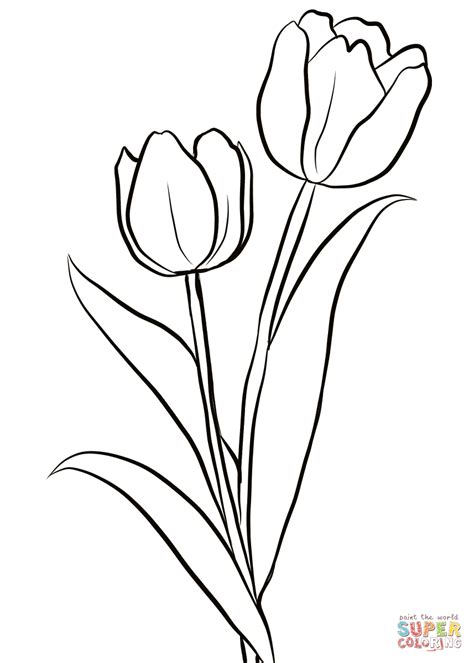 Two Tulips Coloring Page Free Printable Coloring Pages