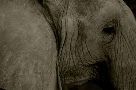 The Real Reason Elephants Have Big Ears Readers Digest