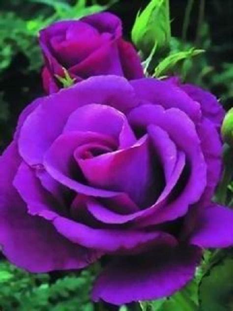 60 Best Images About Roses On Pinterest Blue Roses Antique Roses And