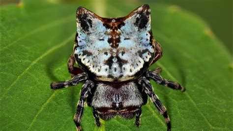 Ponton, who works as an attorney for texas' presidio county, showed up to a zoom. Crab Orb Weaver with Cat Face from Ecuador - YouTube