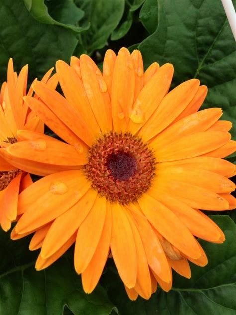 Top Orange Annual Flowers for Your Garden | HGTV