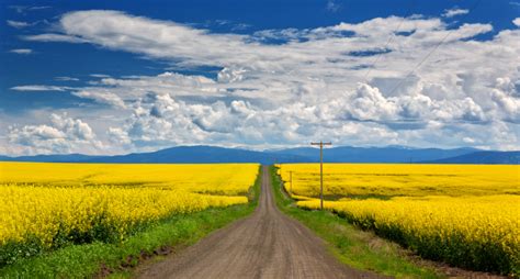 The Bright Yellow Fields Of Blooming Canola Are A Glorious Springtime
