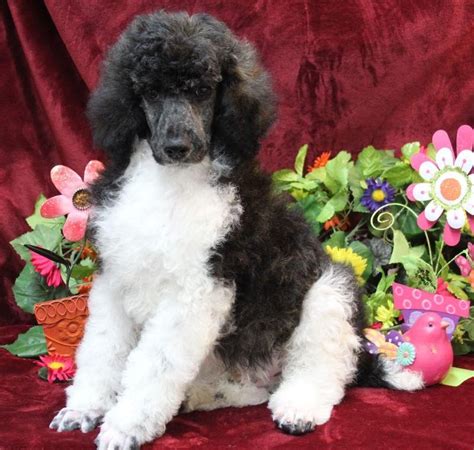 Our puppies range in colors & patterns from parti, brindle, phantom, tris, & tuxedo in colors of red, cream, black, silver, white, apricot, and tuxedo standard poodle puppies for sale. Standard Parti Poodle Puppies For Sale | Breeders ...
