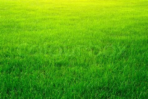 Green Grass Background Stock Image Colourbox