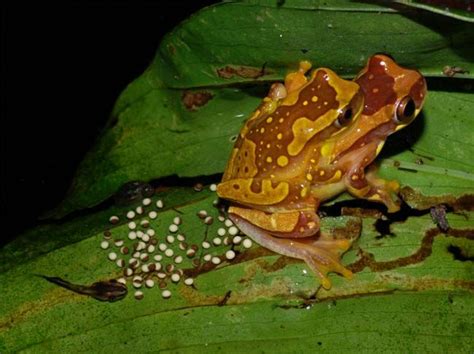 It can be easy for mealtime to get a bit monotonous with all those egg dishes though, so i recently turned to some of my favorite food blogger friends. Transitional Frog Lays Eggs on Water and Land | Live Science
