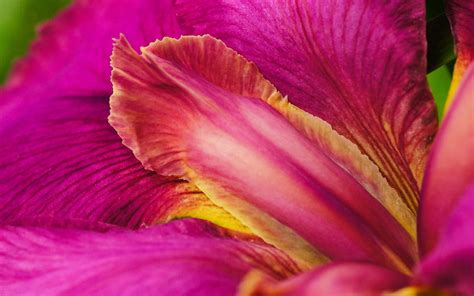 Pink Iris Flower Wallpaper Flowers Finewallpaperseu Iris Flowers