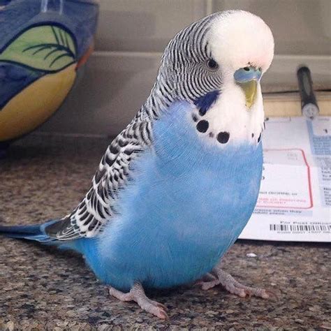 Pin By Squawkward Pets On Happy And Healthy Parrots Love Birds Pet